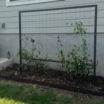 Steel trellis